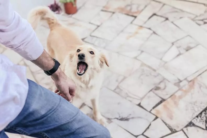 How to Stop Dog Barking When Left Alone - Stop Dog Barking When Left Alone At Home